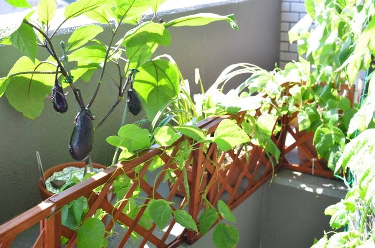 野菜の価格高騰……だったら家庭菜園をはじめてみませんか?初心者におすすめの野菜は?